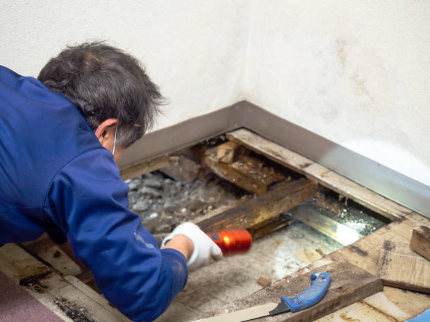 Best Residential Mold Remediation in Ripon, WI