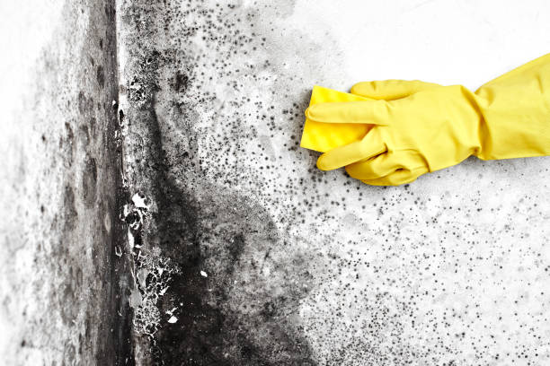 Best Post-Flood Mold Remediation in Ripon, WI