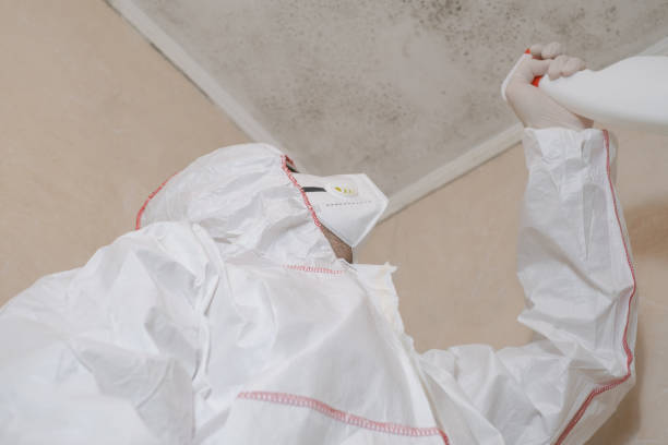 Best DIY Mold Remediation Support Services in Ripon, WI