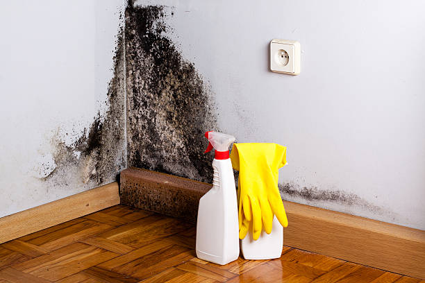 Best Crawl Space Mold Remediation in Ripon, WI