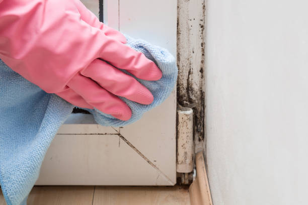 Best Residential Mold Remediation in Ripon, WI